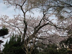 善福寺境内の糸桜
