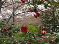 真っ赤な椿と桜