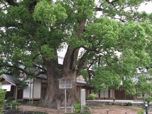 「大樟」天神の杜の境内には約100本、樹齢1000年を越える天然記念物の大樟2本あります。
