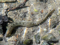 �p���H�̃h�W���E