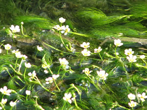 梅花藻の群生地