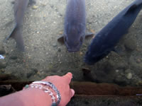 �w�𐅂ɂ���ƁA�a�����߂Ă���Ă����B