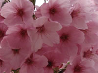 霊山観音境内の桜