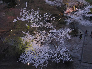 ライトアップの夜桜