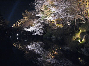 池に写る夜桜。