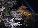 「清水寺」桜のライトアップ