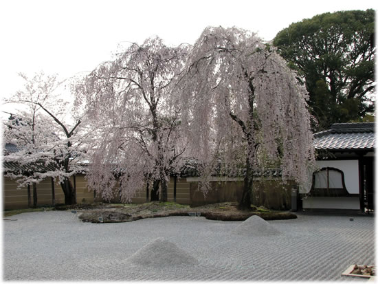 高台寺庭園の枝垂れ桜
