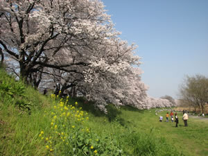 桜の下では、お弁当を広げる家族連れやバーベキューを楽しむ若者グループが花見の宴たけなわ。