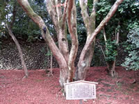 樹齢400年以上と言われる「三又の紅葉」