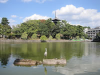 猿沢の池から望む、興福寺の五重塔。