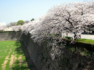 桜門を出ると、お堀沿いのソメイヨシノが満開。