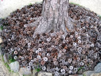 ���ڂ����肪&hellip;