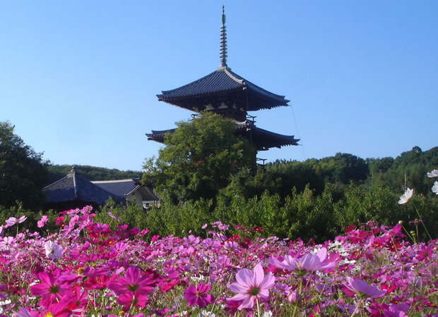 �@�N�����ӂ̃R�X���X��