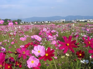 �@�N�����ӂ̓R�X���X�̉Ԃōʂ��Ă��܂��B