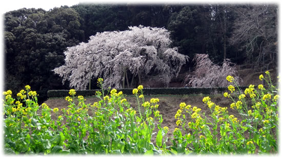 奥山田の枝垂れ桜と菜の花