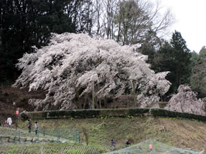 天然記念物 「奥山田の枝垂れ桜」