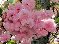 菊桜