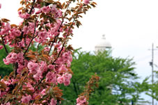 八重桜と余部埼灯台