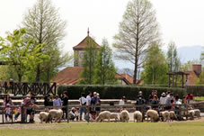 羊の放牧場
