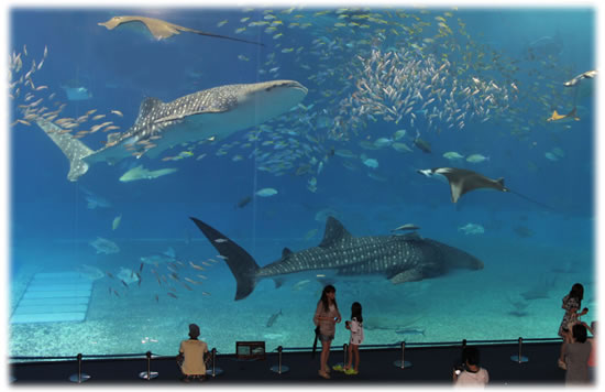 沖縄美ら海水族館 「巨大水槽・黒潮の海」