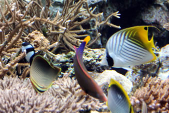 サンゴ礁に住む、色鮮やかなな熱帯魚