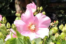 ピンクの芙蓉の花