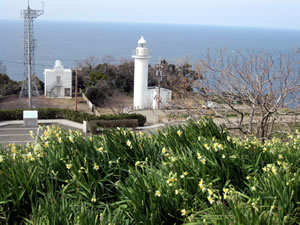 越前岬灯台のバックに日本海を望む「越前岬水仙ランド」
