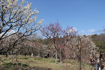 日本庭園内の梅林