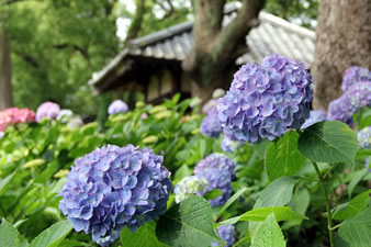 第一紫陽花苑