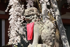狛犬と枝垂れ桜