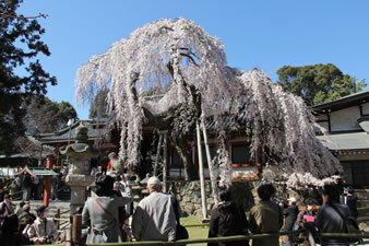 奈良の春を告げる枝垂れ桜。