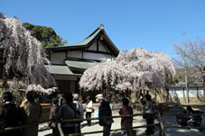 「直会殿」前の枝垂れ桜