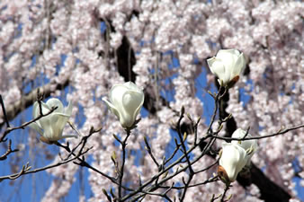 木蓮と枝垂れ桜