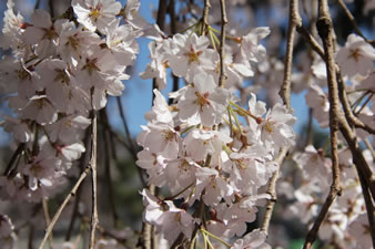 奈良では早咲きの枝垂れ桜で有名です。