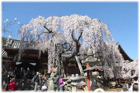 氷室神社・四脚門の枝垂れ桜