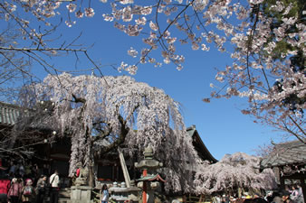 奈良の春を告げる枝垂れ桜。