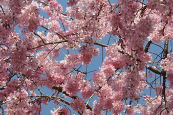 待賢門院桜