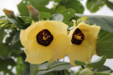 「オオハマボウ」黄色からオレンジ色に変わり、一日で散る花です。沖縄や奄美大島では、「ユーナ」という方言名で呼ばれています。