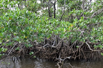 日本最大規模のマングローブ林