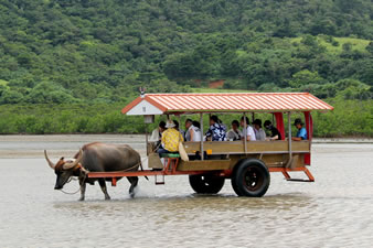 遠浅で満潮時でも1mほどにしかなりません。そのため、観光用の移動手段として水牛車が利用され、観光名物になっています。