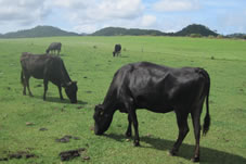 平久保崎灯台への途中に、石垣牛が放牧されています。
