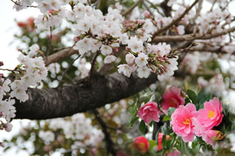 5分咲きのソメイヨシノと椿。