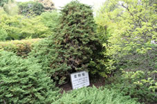 樹齢750年と伝える偃柏槙（ハイビシャクシン）が地を這うように枝を広げている。