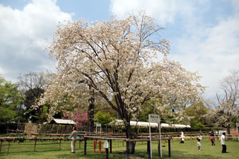 「馬出しの桜」は、5月5日に天下泰平と五穀豊穣を祈願する「加茂競馬」のスタート地点。