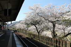 ホームと木津川沿いの桜並木が満開