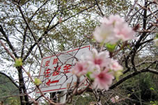 史跡「佐渡金山」と早咲きの桜