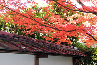 芭蕉庵の門屋根と紅葉