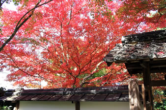 芭蕉庵の門と紅葉