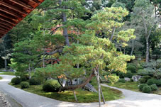 樹齢400年の五葉松は鶴に見立てているそうです。
