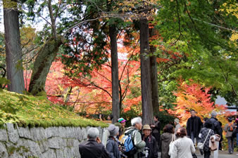 曼殊院門跡の横には弁天池に浮かぶ弁天島 があり紅葉が美しいです。